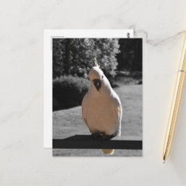 Nieuwsgierige Zwavelkuifkaketoe Briefkaart