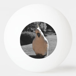 Nieuwsgierige Zwavelkuifkaketoe Pingpongbal