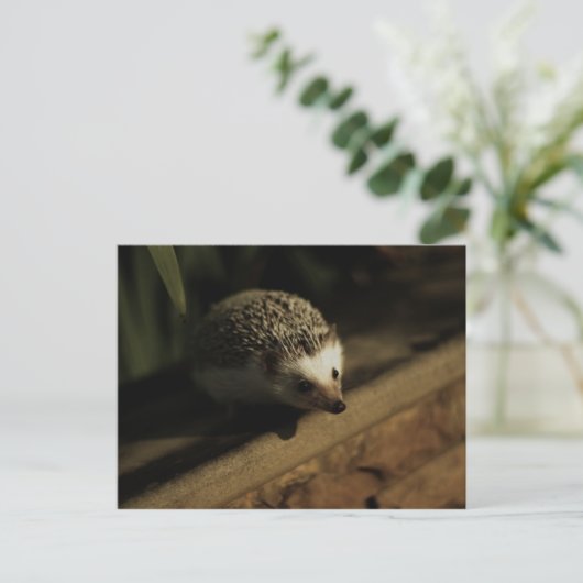 Nieuwsgierigheid briefkaart (Staand voorkant)