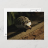 Nieuwsgierigheid briefkaart (Voorkant / Achterkant)