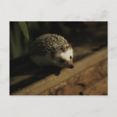 Nieuwsgierigheid briefkaart (Voorkant)