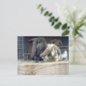 nieuwsgierigheid briefkaart (Staand voorkant)