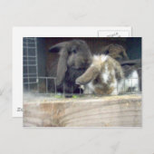 nieuwsgierigheid briefkaart (Voorkant / Achterkant)