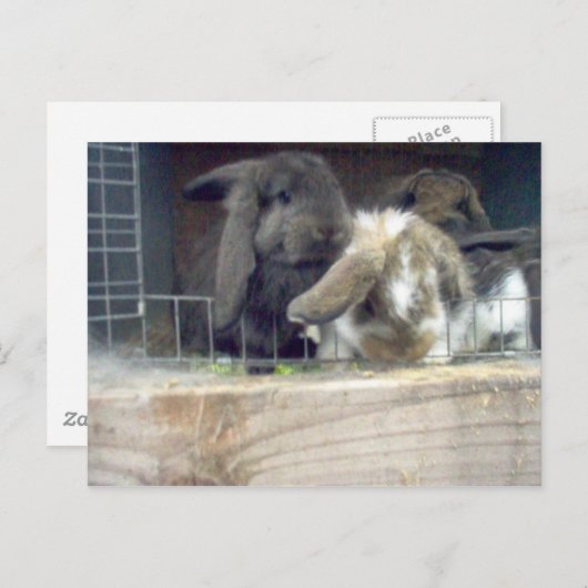 nieuwsgierigheid briefkaart (Voorkant / Achterkant)