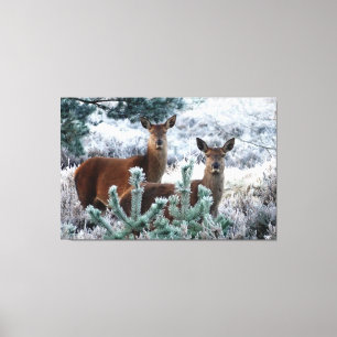 Nieuwsgierigheid herten verpakt canvas afdruk