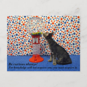 Nieuwsgierigheid - Kori aanwakkeren het Kat van de Briefkaart