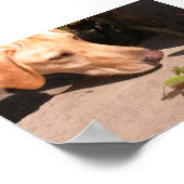 nieuwsgierigheid poster (Hoek)