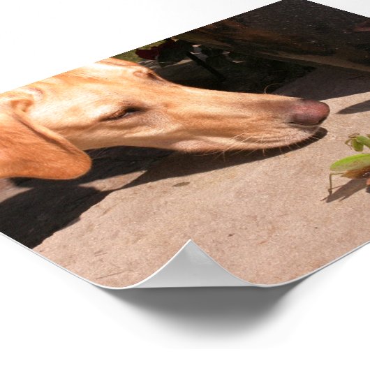 nieuwsgierigheid poster (Hoek)