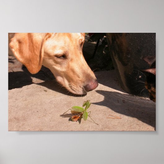 nieuwsgierigheid poster (Voorkant)