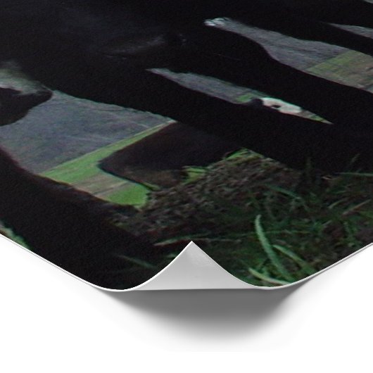 Nieuwste Koeien 3 Poster (Hoek)