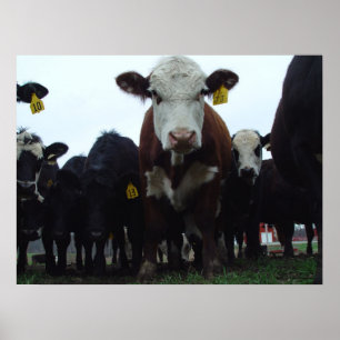 Nieuwste Koeien 3 Poster