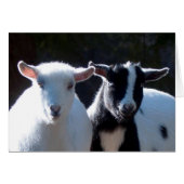 Nigeria Dwarf Goats (Voorkant Horizontaal)
