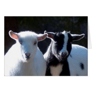 Nigeria Dwarf Goats
