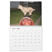 nigeriaanse dwerggeit 2014 kalender (Mar 2026)