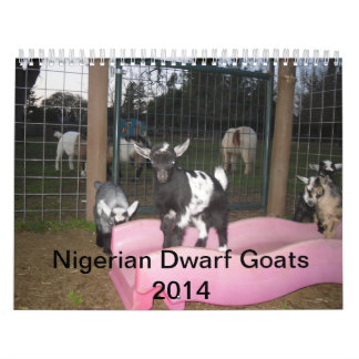 nigeriaanse dwerggeit 2014 kalender