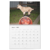 nigeriaanse dwerggeit 2014 kalender (Mar 2027)
