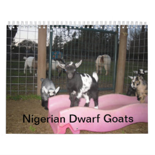 Nigeriaanse dwerggeit kalender