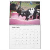 Nigeriaanse dwerggeit kalender (Jan 2027)