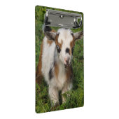 Nigerian Dwarf Dairy Goat kind met blauwe ogen Mini Klembord (Schuin)