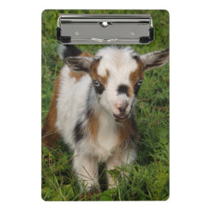 Nigerian Dwarf Dairy Goat kind met blauwe ogen Mini Klembord
