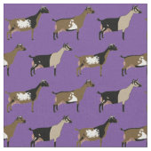 Nigerian Dwarf Dairy Goats on Paars Stof (Close Up)