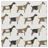 Nigerian Dwarf Dairy Goats on White Stof (Close Up)