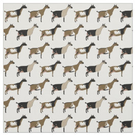Nigerian Dwarf Dairy Goats on White Stof