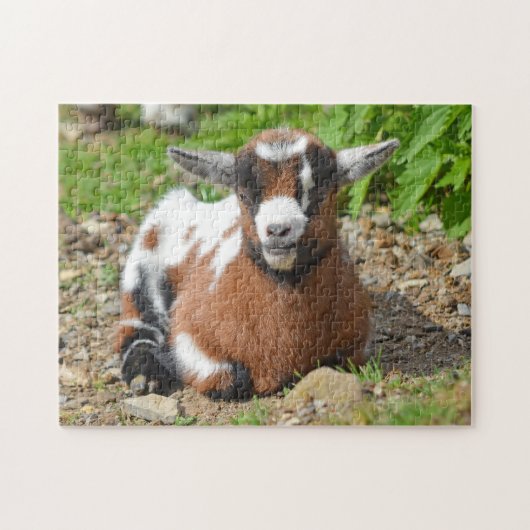 Nigerian Dwarf Goat Kind Legpuzzel (Horizontaal)