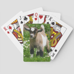 Nigerian Dwarf Goat Kind Pokerkaarten