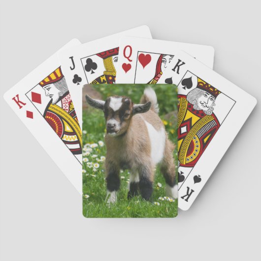 Nigerian Dwarf Goat Kind Pokerkaarten (Achterkant)