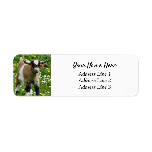 Nigerian Dwarf Goat Kind Return Address Label (Voorkant)