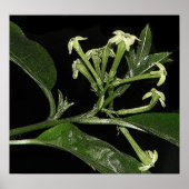 Night Blooming Jasmine Poster (Voorkant)