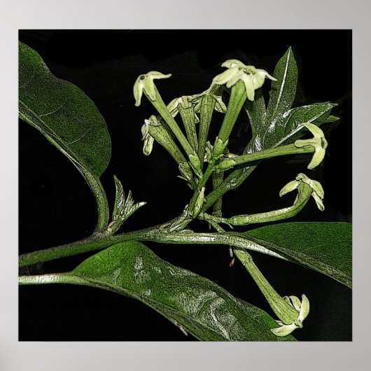 Night Blooming Jasmine Poster (Voorkant)