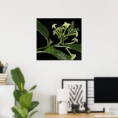 Night Blooming Jasmine Poster (Thuiskantoor)