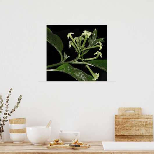 Night Blooming Jasmine Poster (Keuken)