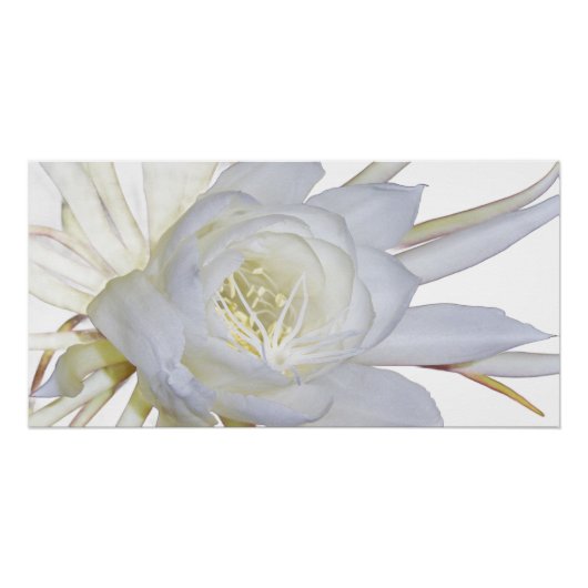 Night Blooming Staghorn Fern Perfect Poster (Voorkant)