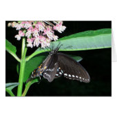 Night Butterfly Black Swallowtail bij Shenandoah (Voorkant Horizontaal)