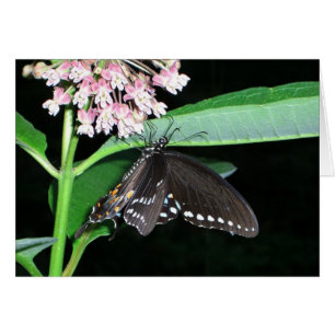 Night Butterfly Black Swallowtail bij Shenandoah