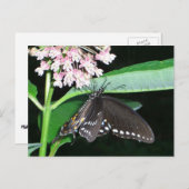 Night Butterfly Black Swallowtail bij Shenandoah Briefkaart (Voorkant / Achterkant)