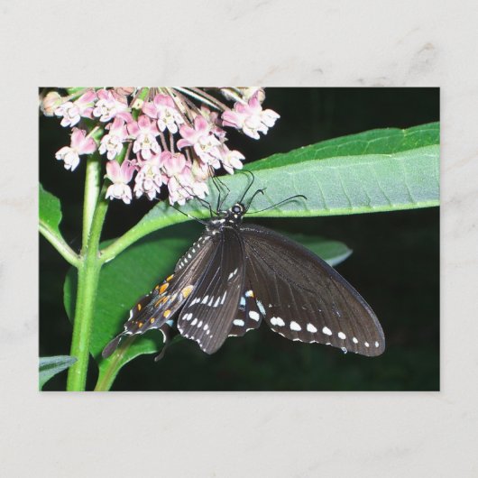 Night Butterfly Black Swallowtail bij Shenandoah Briefkaart (Voorkant)