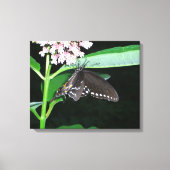 Night Butterfly Black Swallowtail bij Shenandoah Canvas Afdruk (Voorkant)