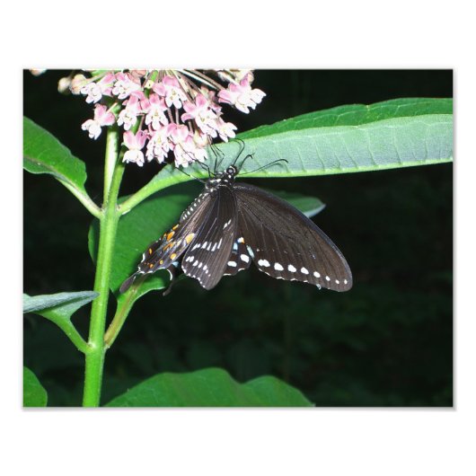 Night Butterfly Black Swallowtail bij Shenandoah Foto Afdruk (Voorkant)