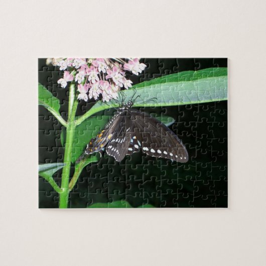 Night Butterfly Black Swallowtail bij Shenandoah Legpuzzel (Horizontaal)