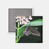 Night Butterfly Black Swallowtail bij Shenandoah Magneet (Voorkant / Achterkant)