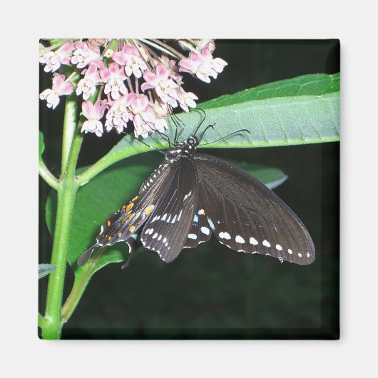 Night Butterfly Black Swallowtail bij Shenandoah Magneet (Voorkant)