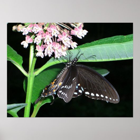 Night Butterfly Black Swallowtail bij Shenandoah Poster (Voorkant)