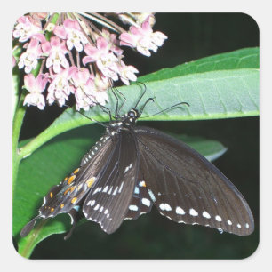 Night Butterfly Black Swallowtail bij Shenandoah Vierkante Sticker