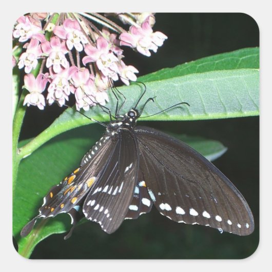 Night Butterfly Black Swallowtail bij Shenandoah Vierkante Sticker (Voorkant)