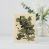 Night Hawk - John James Audubon's vogels in Amerik Briefkaart (Staand voorkant)