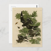 Night Hawk - John James Audubon's vogels in Amerik Briefkaart (Voorkant / Achterkant)